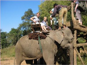 Elephant Thailand