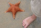 Starfish in Panama