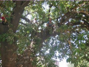 Best climbing tree in the world: Plaza Brazil, downtown Santiago,Chile